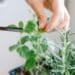 pexels-felicity-tai-personne qui coupe du basilic et du romarin au ciseau-7 plantes aromatiques pour cuisiner au kot