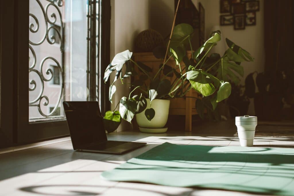 pexels-roman-odintsov-plante à l'intérieur et au soleil-7 plantes à avoir au kot