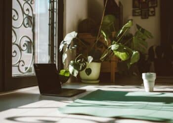 pexels-roman-odintsov-plante à l'intérieur et au soleil-7 plantes à avoir au kot