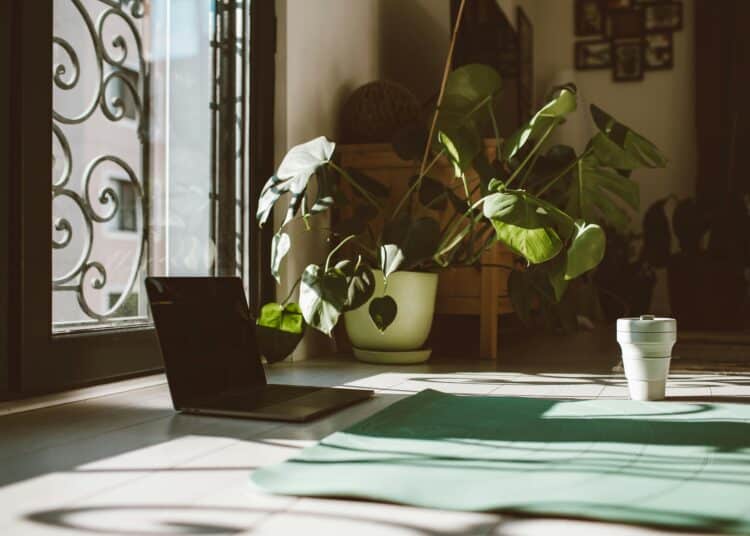 pexels-roman-odintsov-plante à l'intérieur et au soleil-7 plantes à avoir au kot