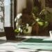 pexels-roman-odintsov-plante à l'intérieur et au soleil-7 plantes à avoir au kot