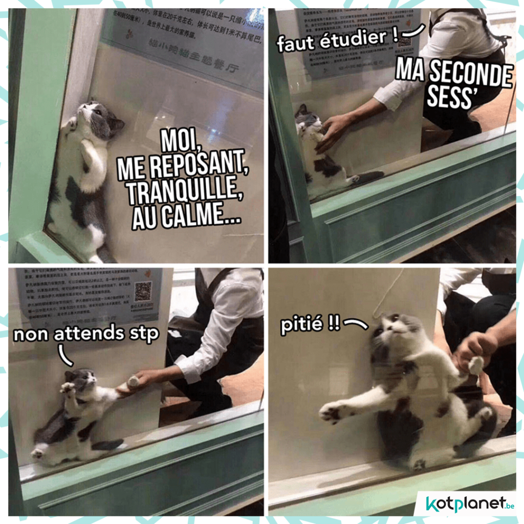 meme seconde session chat profiter