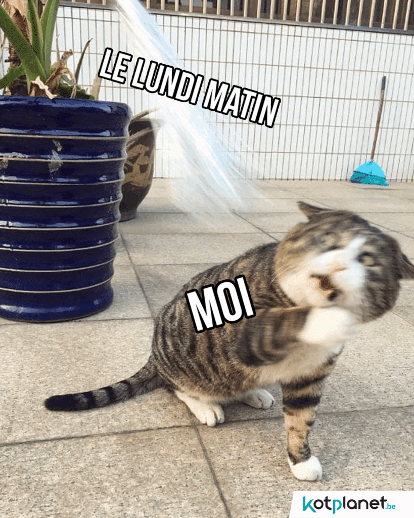 Moi-lundi-matin-chat-jet-eau